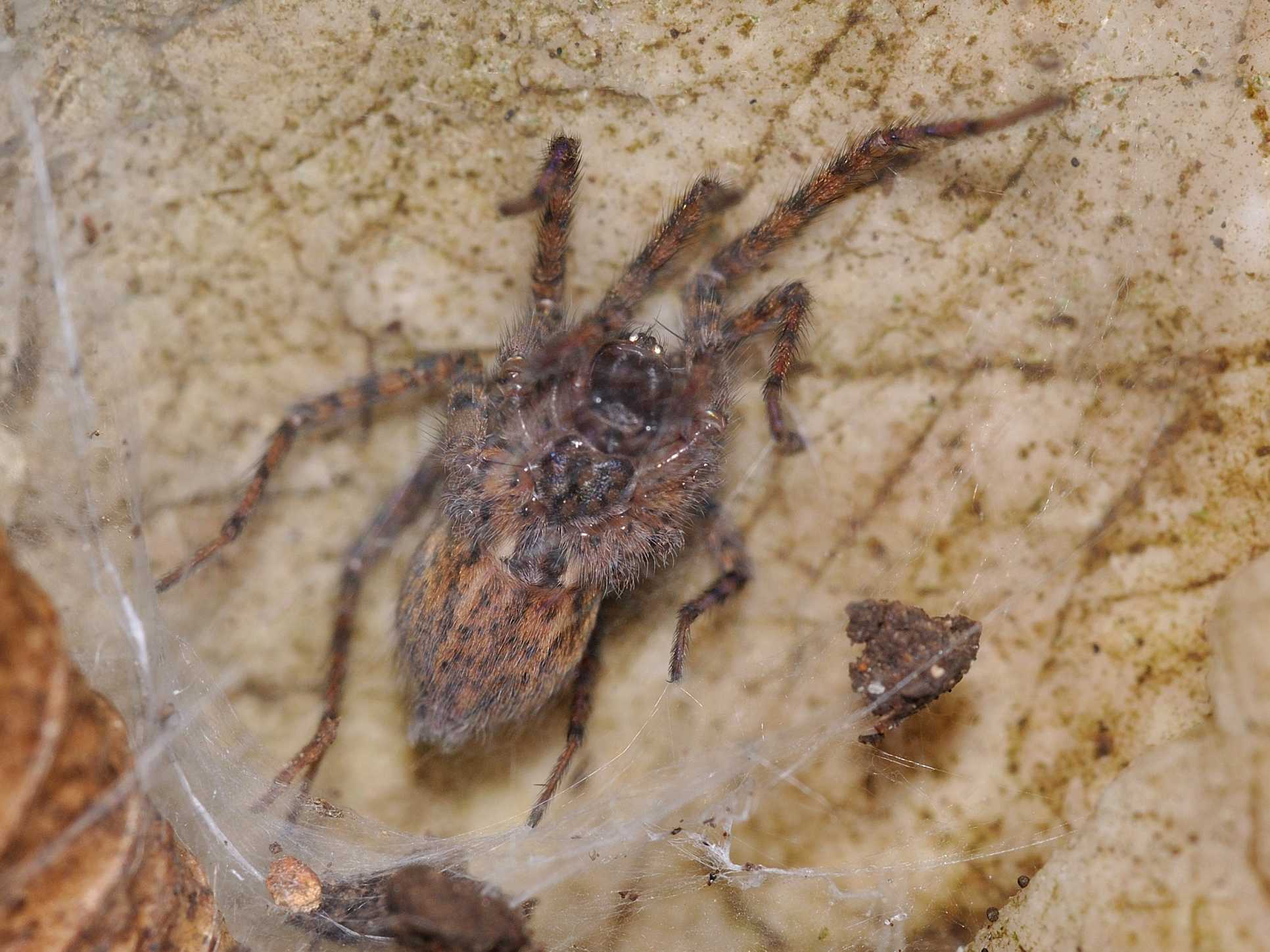 Malthonica sp. o Tegenaria sp.